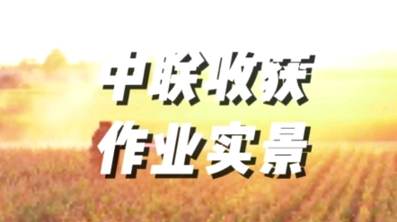 中聯收獲4YZJ-4莖穗兼收玉米收獲機作業實景