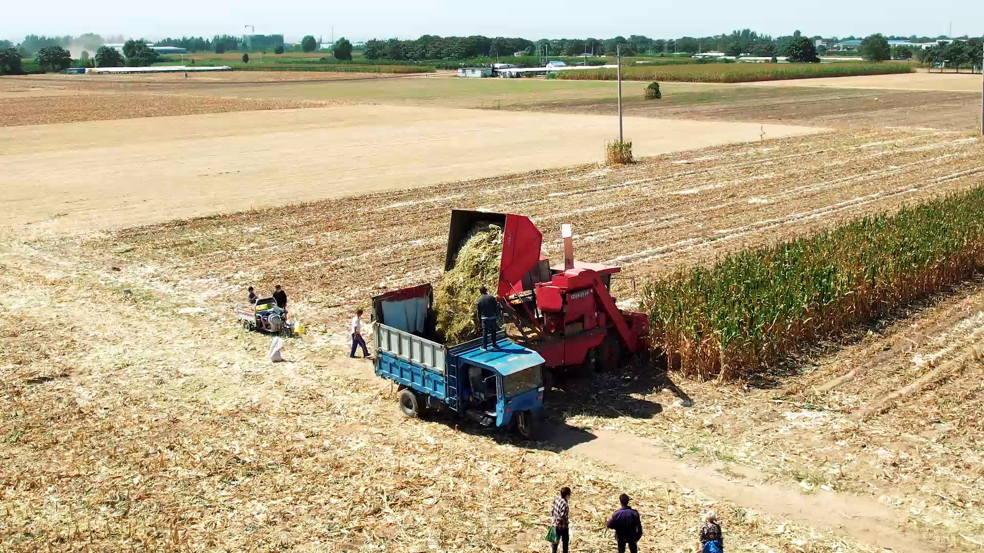 玉米機 中聯(lián)收獲莖穗兼收 作業(yè)視頻