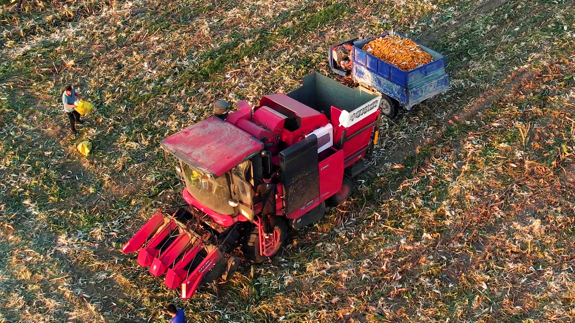 中聯(lián)收獲玉米機 4B 作業(yè)視頻