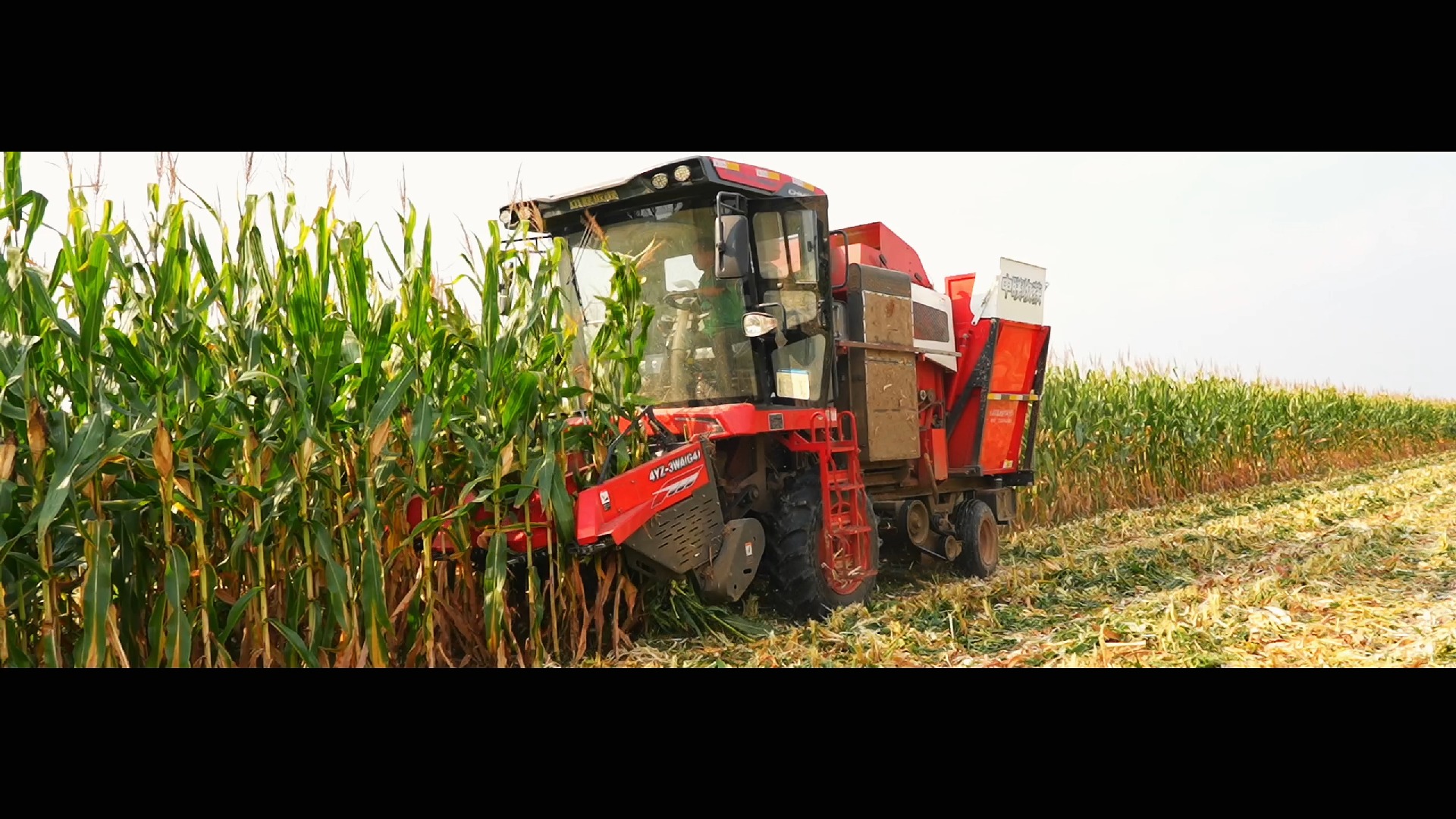 玉米機 3WA 作業(yè)視頻 2024